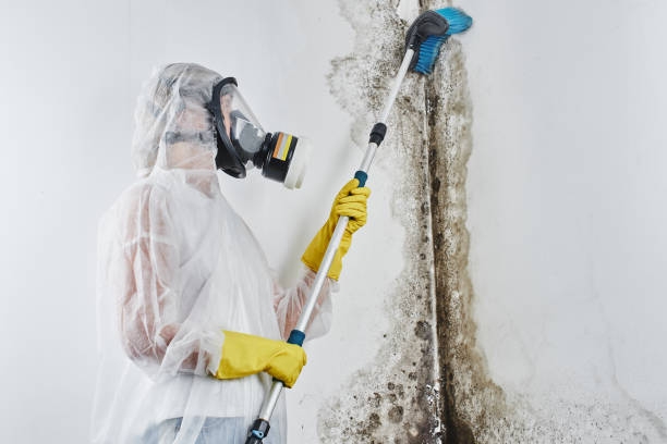Best Industrial Mold Remediation in Gypsum, CO