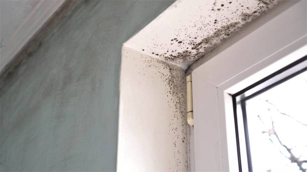 Best Post-Flood Mold Remediation in Gypsum, CO