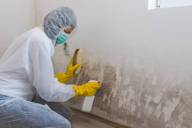 Best HVAC Mold Remediation in Gypsum, CO