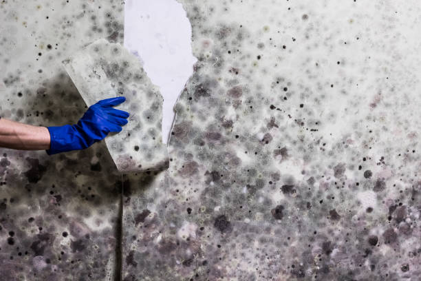 Best Mold Testing and Inspection Services in Gypsum, CO